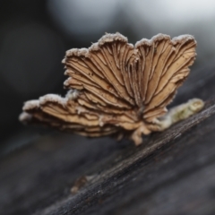 Schizophyllum commune at Dalmeny, NSW - 3 Jul 2024 10:36 AM