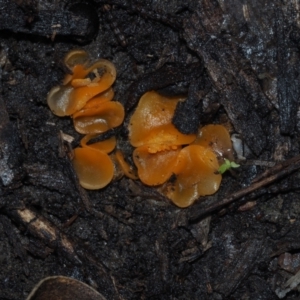 Aleuria sp. (genus) at BA124 - 3 Jul 2024 10:37 AM