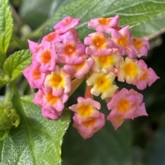 Lantana camara (Lantana) at Bendalong, NSW - 3 Jul 2024 by Clarel