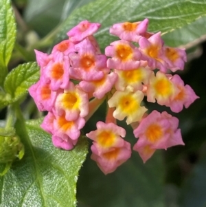 Lantana camara at Bendalong, NSW - 3 Jul 2024