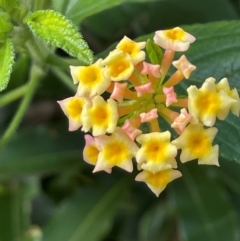 Lantana camara at Bendalong, NSW - 3 Jul 2024