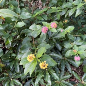 Lantana camara at Bendalong, NSW - 3 Jul 2024