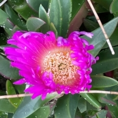 Carpobrotus glaucescens (Pigface) at Bendalong, NSW - 3 Jul 2024 by Clarel