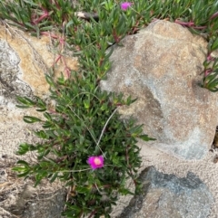 Carpobrotus glaucescens at Bendalong, NSW - 3 Jul 2024 12:40 PM