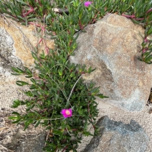 Carpobrotus glaucescens at Bendalong, NSW - 3 Jul 2024 12:40 PM