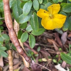 Senna pendula var. glabrata (Easter Cassia) at Red Head Villages Bushcare - 3 Jul 2024 by Clarel