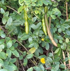 Senna pendula var. glabrata at Red Head Villages Bushcare - 3 Jul 2024