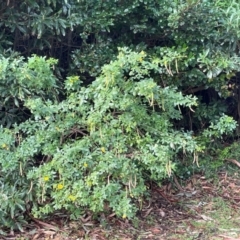 Senna pendula var. glabrata at Red Head Villages Bushcare - 3 Jul 2024