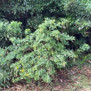 Senna pendula var. glabrata at Red Head Villages Bushcare - 3 Jul 2024