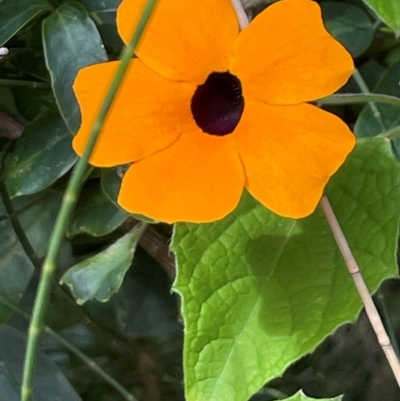 Thunbergia alata (Black-eyed Susan) at Red Head Villages Bushcare - 3 Jul 2024 by Clarel