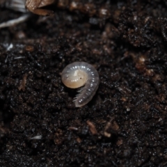 Unverified Other Arthropod at BA124 - 3 Jul 2024 by Bushrevival