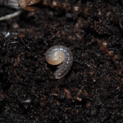 Unverified Other Arthropod at BA124 - 3 Jul 2024 by Bushrevival