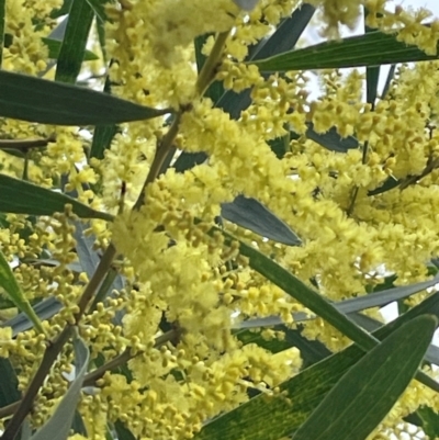 Acacia longifolia subsp. longifolia (sallow or Sydney golden wattle) at Red Head Villages Bushcare - 3 Jul 2024 by Clarel