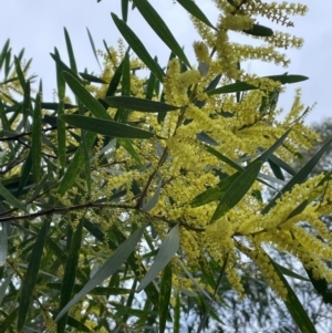 Acacia longifolia subsp. longifolia at Red Head Villages Bushcare - 3 Jul 2024 12:23 PM