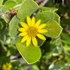 Chrysanthemoides monilifera (Bitou Bush, Boneseed) at Bendalong Walking Track - 3 Jul 2024 by Clarel