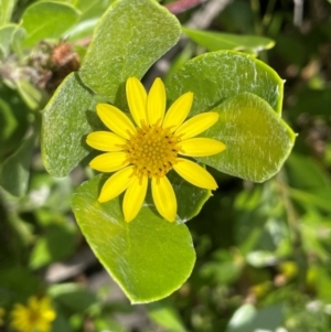 Chrysanthemoides monilifera at Bendalong Walking Track - 3 Jul 2024