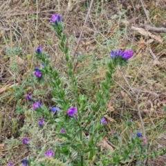 Echium plantagineum (Paterson's Curse) at Isaacs Ridge and Nearby - 3 Jul 2024 by Mike