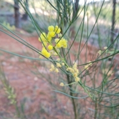 Acacia subulata (Awl-leaved Wattle) at Isaacs Ridge and Nearby - 3 Jul 2024 by Mike