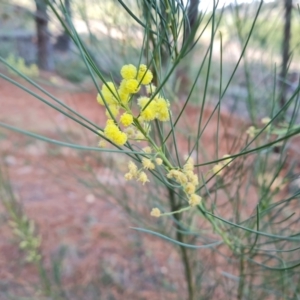 Acacia subulata at Isaacs Ridge and Nearby - 3 Jul 2024