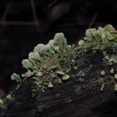 Thysanothecium scutellatum at BA124 - 3 Jul 2024 by Bushrevival