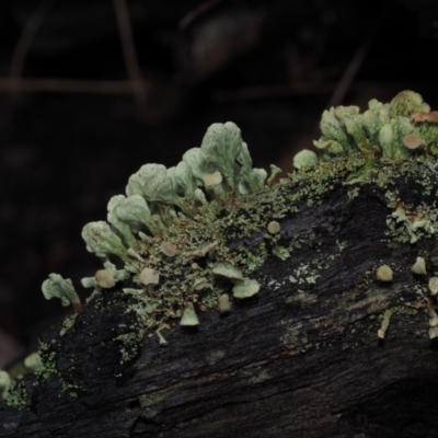 Thysanothecium scutellatum at BA124 - 3 Jul 2024 by Bushrevival