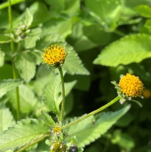 Bidens pilosa at Red Head Villages Bushcare - 3 Jul 2024