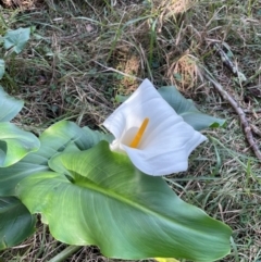 Zantedeschia aethiopica (Arum Lily) at Bendalong Walking Track - 3 Jul 2024 by Clarel