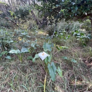 Zantedeschia aethiopica at Bendalong Walking Track - 3 Jul 2024 01:08 PM