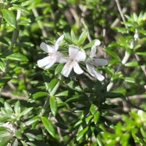 Westringia fruticosa at Red Head Villages Bushcare - 3 Jul 2024