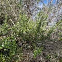 Westringia fruticosa at Red Head Villages Bushcare - 3 Jul 2024