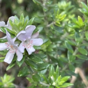 Westringia fruticosa at Red Head Villages Bushcare - 3 Jul 2024