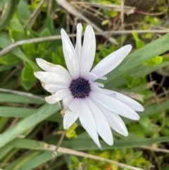 Dimorphotheca ecklonis (South African Daisy) at Red Head Villages Bushcare - 3 Jul 2024 by Clarel