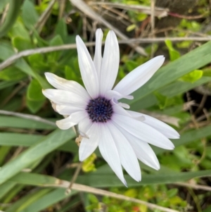 Dimorphotheca ecklonis at Red Head Villages Bushcare - 3 Jul 2024