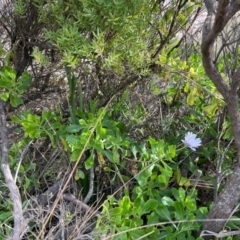 Dimorphotheca ecklonis at Red Head Villages Bushcare - 3 Jul 2024