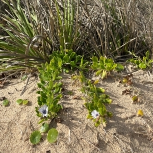 Dimorphotheca ecklonis at Red Head Villages Bushcare - 3 Jul 2024