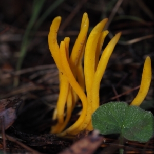 Clavulinopsis amoena at Dalmeny, NSW - 3 Jul 2024