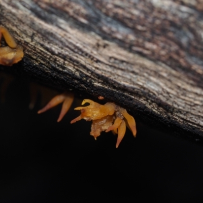 Calocera sp. (A stagshorn fungus) at Dalmeny, NSW - 3 Jul 2024 by Bushrevival