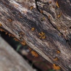 Calocera sp. at Dalmeny, NSW - 3 Jul 2024