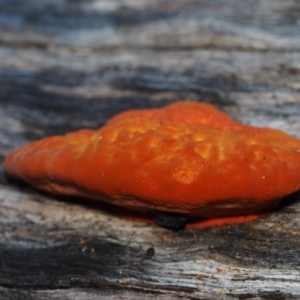 Trametes coccinea at Dalmeny, NSW - 3 Jul 2024