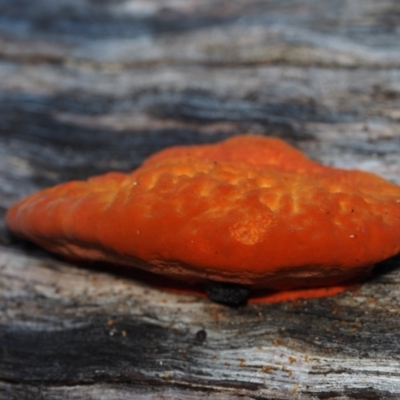 Trametes coccinea (Scarlet Bracket) at Dalmeny, NSW - 3 Jul 2024 by Bushrevival