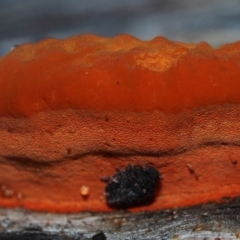 Trametes coccinea at Dalmeny, NSW - 3 Jul 2024