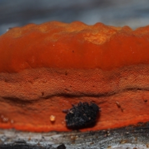 Trametes coccinea at Dalmeny, NSW - 3 Jul 2024