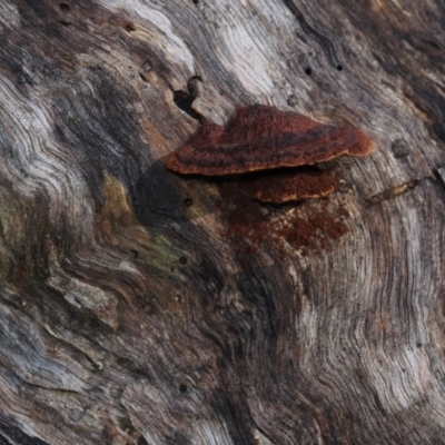 Unidentified Fungus at BA124 - 3 Jul 2024 by Bushrevival