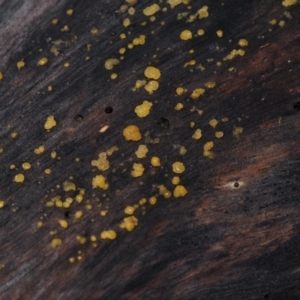 Dacryomyces stillatus at Dalmeny, NSW - 3 Jul 2024 11:18 AM