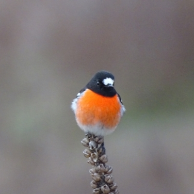 Petroica boodang (Scarlet Robin) at Isaacs Ridge - 3 Jul 2024 by Mike