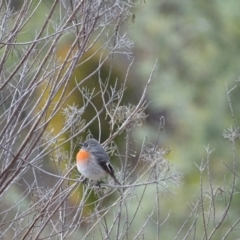 Petroica boodang (Scarlet Robin) at Isaacs Ridge - 3 Jul 2024 by Mike