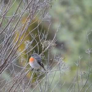 Petroica boodang at Isaacs Ridge - 3 Jul 2024 03:58 PM