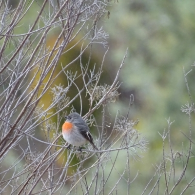 Petroica boodang (Scarlet Robin) at Isaacs Ridge and Nearby - 3 Jul 2024 by Mike