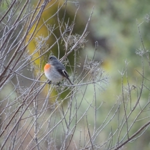 Petroica boodang at Isaacs Ridge - 3 Jul 2024 03:58 PM