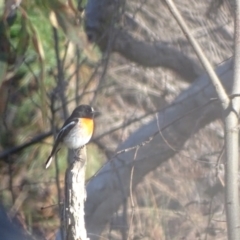 Petroica boodang (Scarlet Robin) at Isaacs Ridge and Nearby - 3 Jul 2024 by Mike